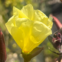 Oenothera 'Apricot Delight'